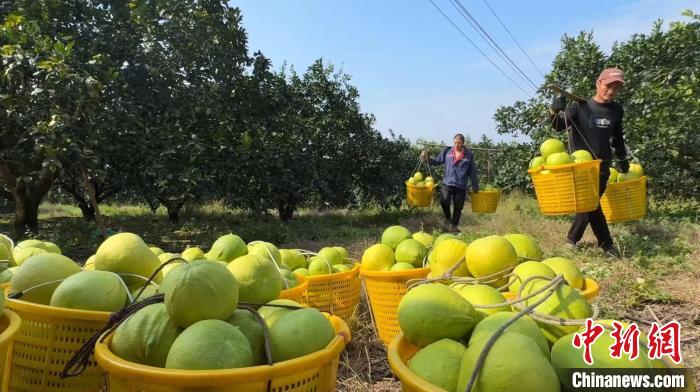 湖南江永標(biāo)準(zhǔn)化種植香柚 成富民強鎮(zhèn)支柱產(chǎn)業(yè)