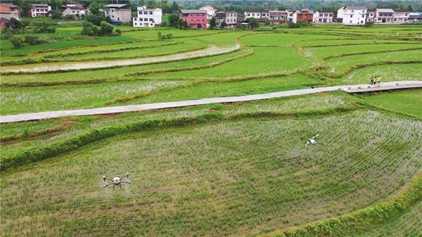 李世飛團隊用無人機對水稻進行噴施作業。受訪者供圖