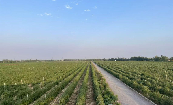 2024| 新華網財經觀察·企業行丨風口浪尖的競逐——優必選