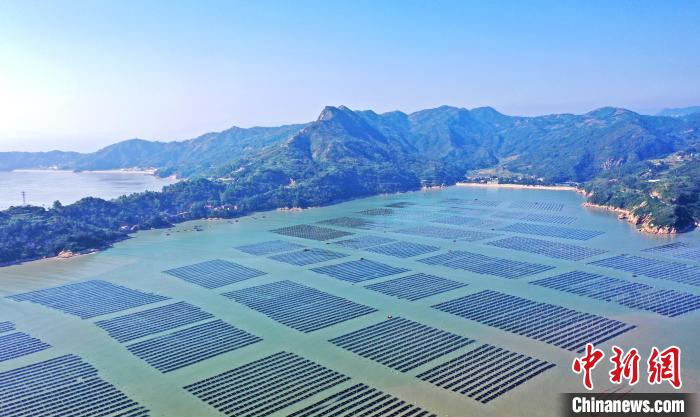 低空經濟網2025： 福建福鼎：萬畝紫菜迎豐收 生產加工趕訂單