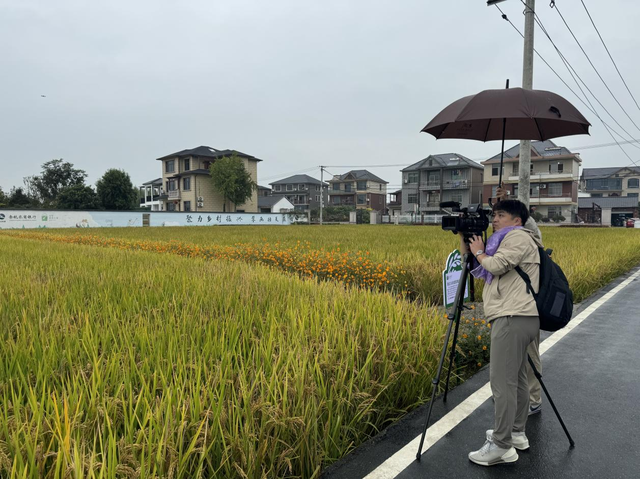 記者在拍攝稻田